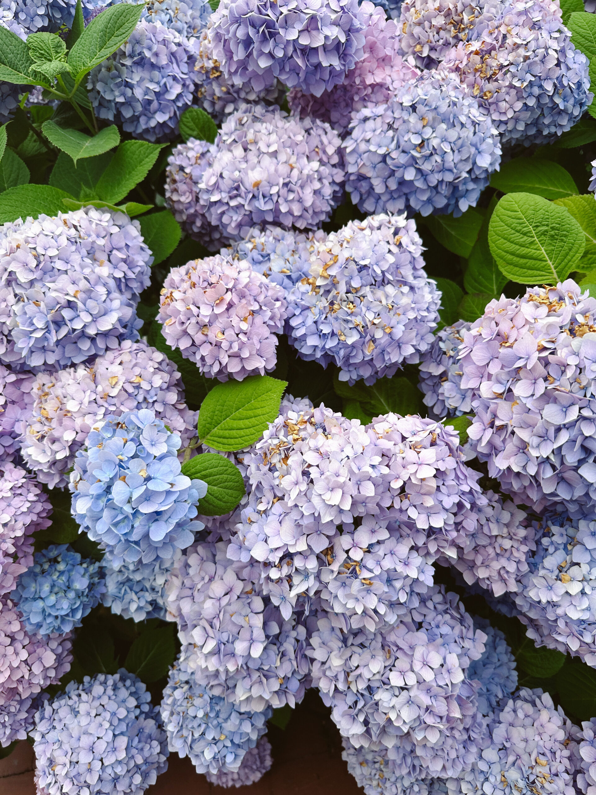 purple hydrangeas