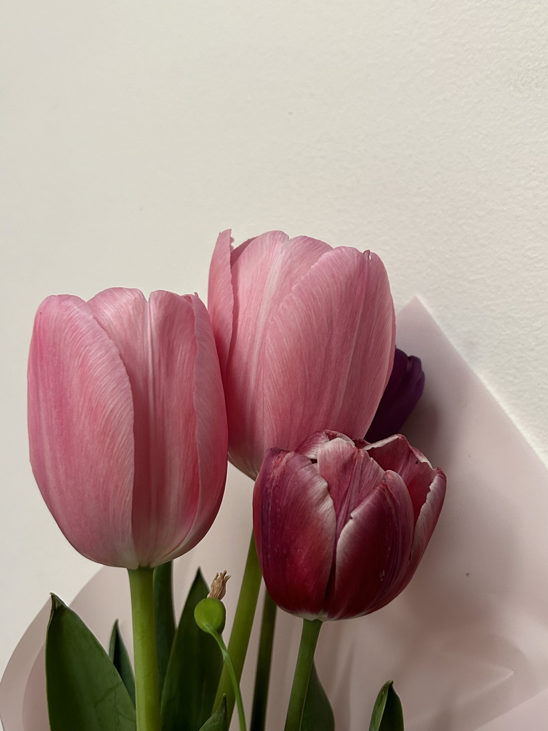 pink tulips