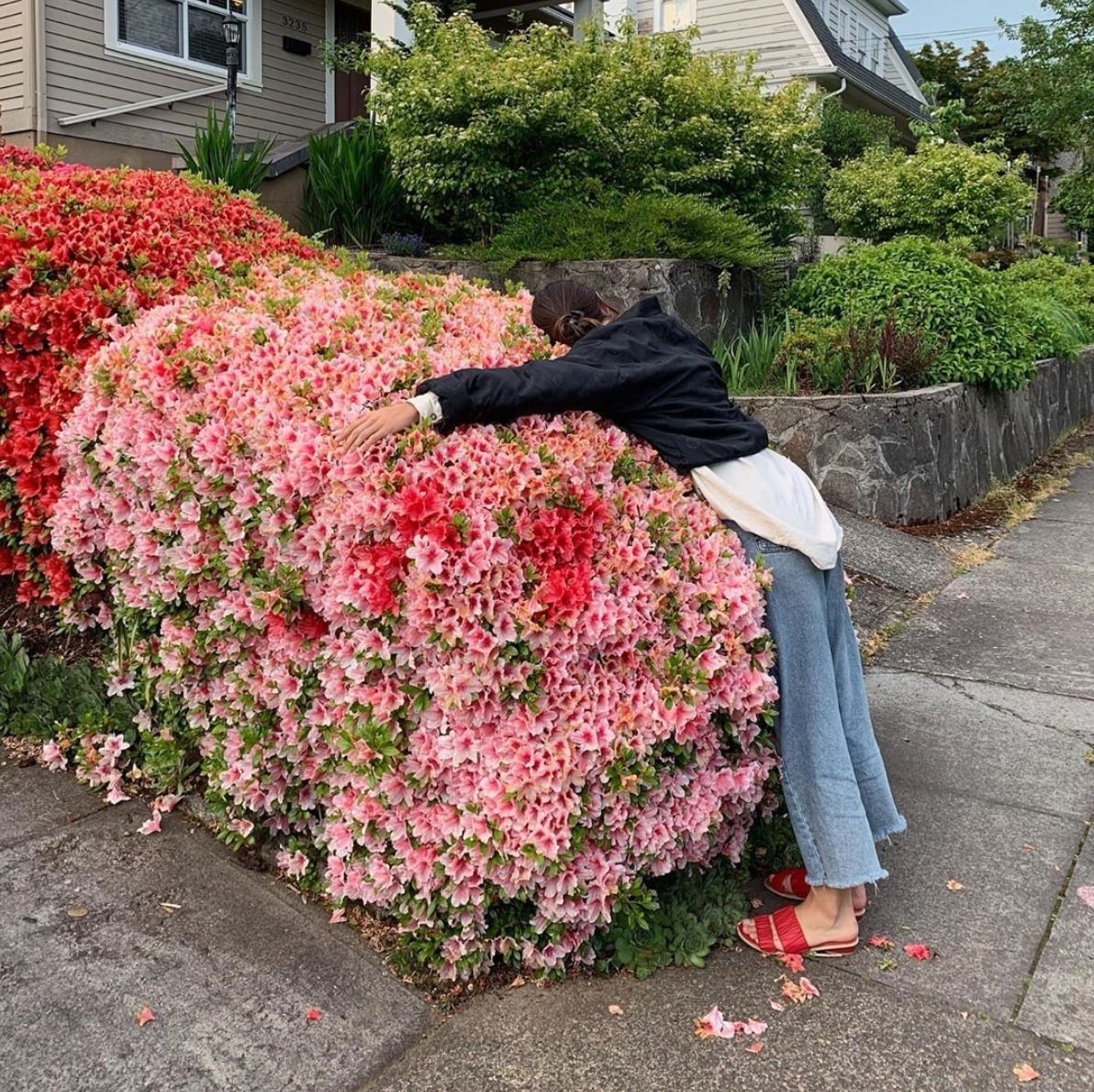 woman hugging a bush of pink and red flowers